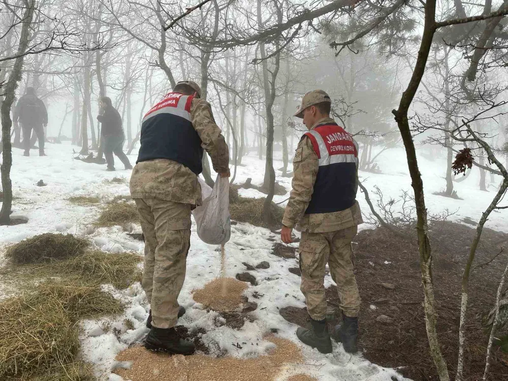 Jandarma sokak hayvanlarını unutmuyor