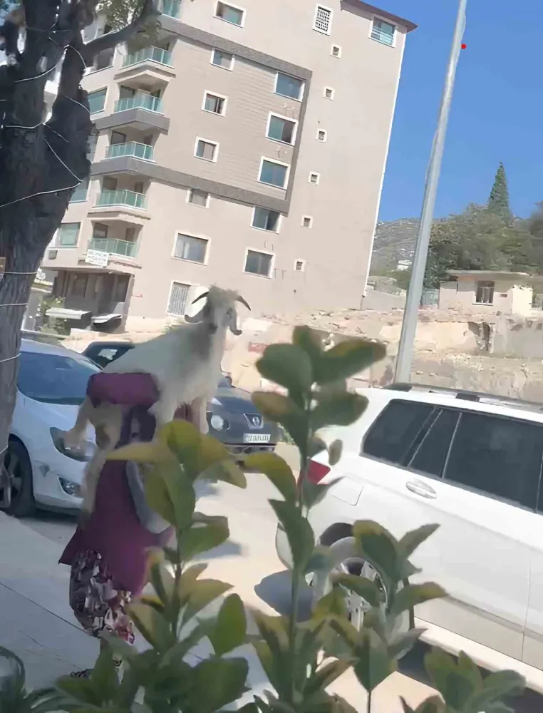 Cadde ortasında kucağında keçiyle yürüyen yaşlı kadın tebessüm ettirdi