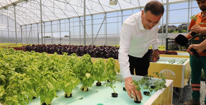 BAŞKAN SAVAŞ, AQUAPONİK ÜRETİMİ ÜRÜNLERİN HASADINI YAPTI