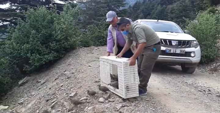 HASSA?DA 600 ADET KINALİ KEKLİK DOĞAYA SALINDI