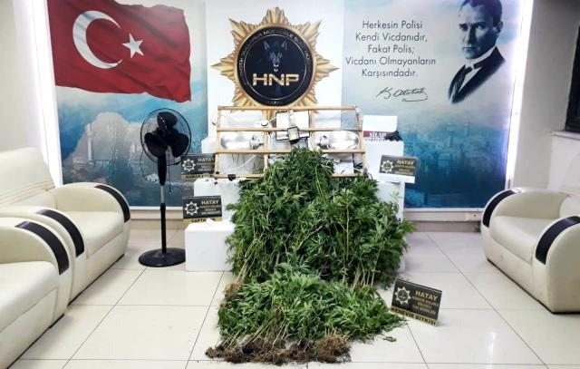 Hatay`da evinde kenevir yetiştiren şüpheli yakalandı